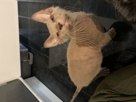 Zum verkauft stehen 2 tolle Babys. Die kleinen sind am