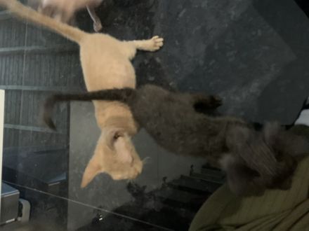 Zum verkauft stehen 2 tolle Babys. Die kleinen sind am