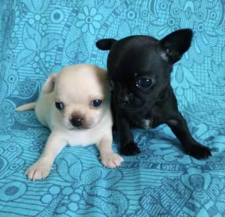 Am 12.25.2023 hat unsere kleine reinrassige Chihuahua