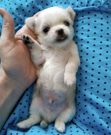 Am 12.25.2023 hat unsere kleine reinrassige Chihuahua