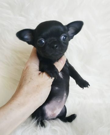 Am 12.25.2023 hat unsere kleine reinrassige Chihuahua
