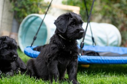 Seit 1986 begleiten uns Briards und seit 2005 sind wir