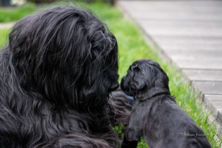 Seit 1986 begleiten uns Briards und seit 2005 sind wir