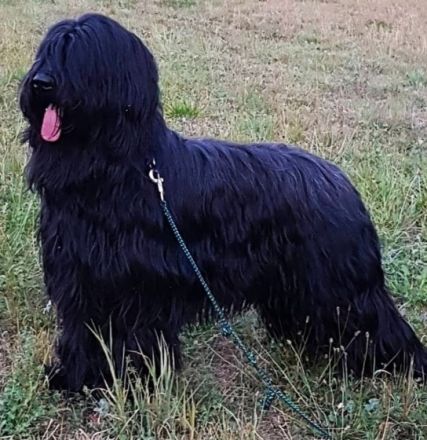 Seit 1986 begleiten uns Briards und seit 2005 sind wir