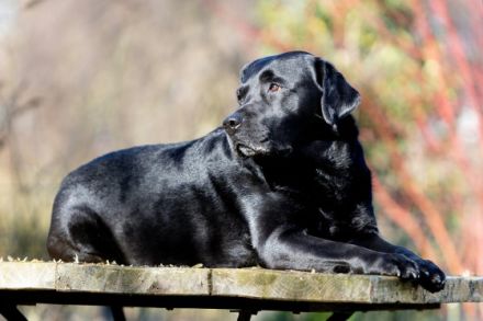 Kavik aus der Drachenhöhle