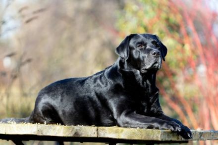 Kavik aus der Drachenhöhle