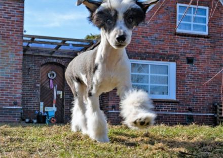 Am 06.12.2021 hat unser A-Wurf das Licht der Welt