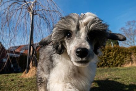 Am 06.12.2021 hat unser A-Wurf das Licht der Welt