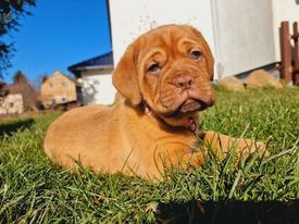 Bordeauxdogge, Welpen