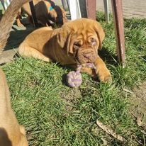 Bordeauxdogge, Welpen