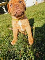 Bordeauxdogge, Welpen