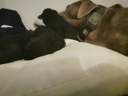 Moin, liebe Hundefreude Emma ist 3 Jahre reinrassige