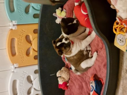 American Akita, Welpen