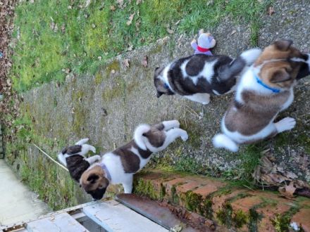 American Akita, Welpen