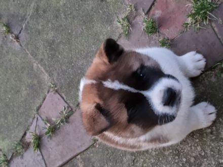 American Akita, Welpen