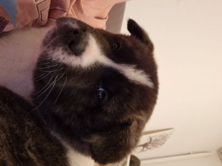 American Akita, Welpen