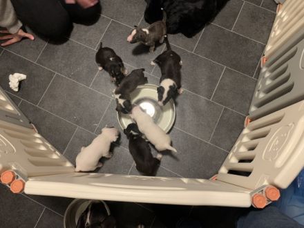 Hallo unsere Hündin hat am 10.02.2022 7 gesunde Welpen