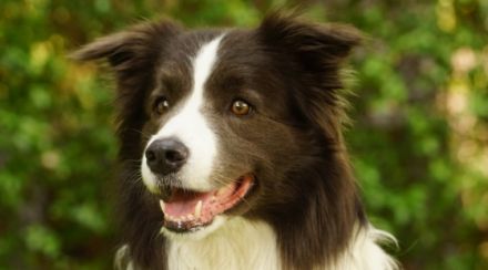 Fifty shades of Grey vom Koebishof