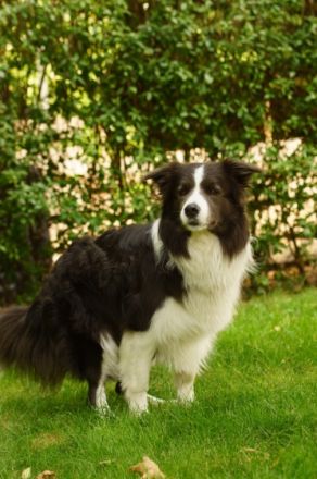 Fifty shades of Grey vom Koebishof