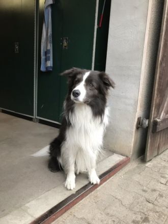 Fifty shades of Grey vom Koebishof