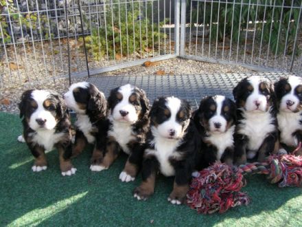 Bernersennen Hund Welpen WURFANKÜNDIGUNG 2025