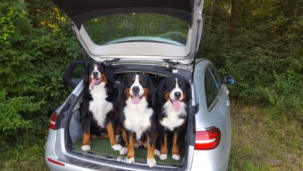 Bernersennen Hund Welpen WURFANKÜNDIGUNG 2025