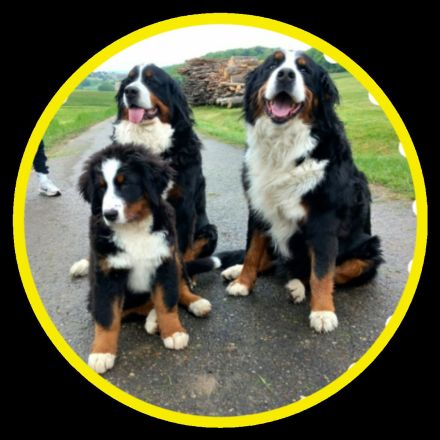 Bernersennen Hund Welpen WURFANKÜNDIGUNG 2025