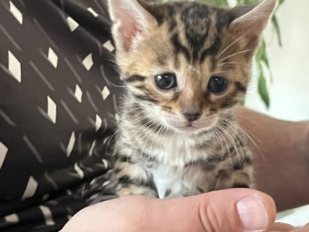 Hallo wir haben drei wunderschöne reinrassige