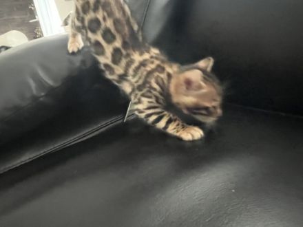 Hallo wir haben drei wunderschöne reinrassige