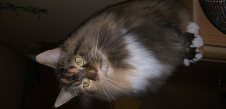 Maine Coon Babys mit Schmuse-Abitur Maine Coon