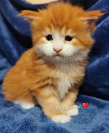 Maine Coon Babys mit Schmuse-Abitur Maine Coon