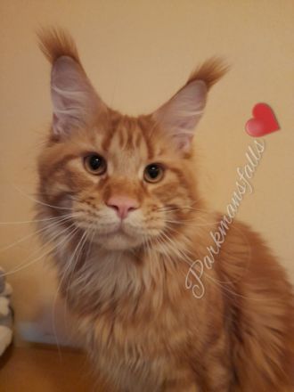 Maine Coon Babys mit Schmuse-Abitur Maine Coon