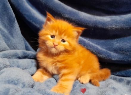 Maine Coon Babys mit Schmuse-Abitur Maine Coon