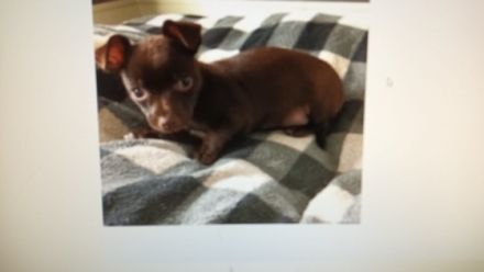 Chihuahua, Welpen