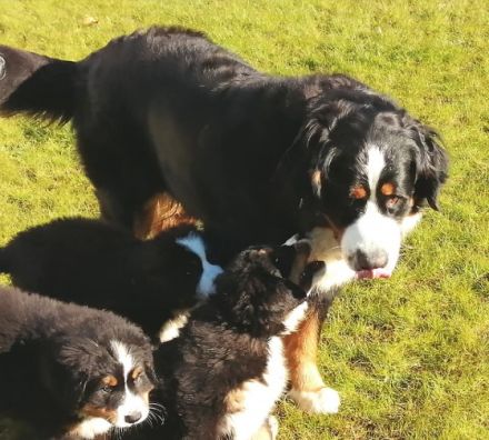 Unsere reinrassige Bernerhündin, 4 Jahre alt, mit