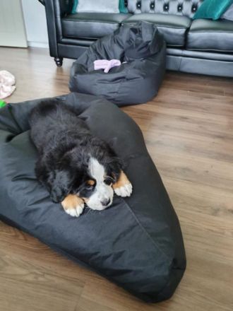 Unsere reinrassige Bernerhündin, 4 Jahre alt, mit