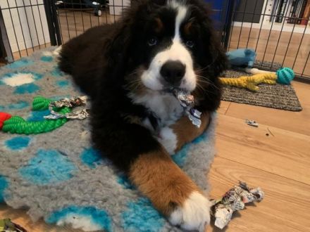 Unsere reinrassige Bernerhündin, 4 Jahre alt, mit