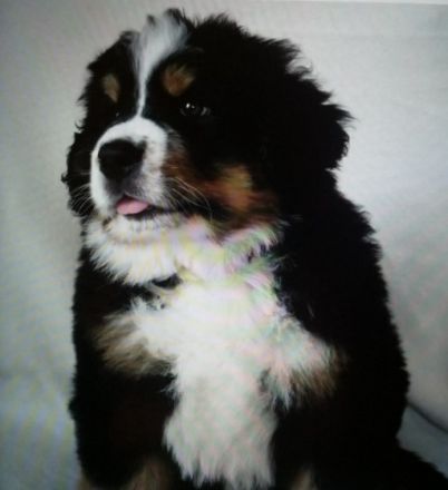 Unsere reinrassige Bernerhündin, 4 Jahre alt, mit