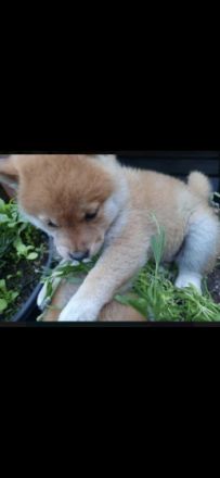 Wunderschöne reinrassige Shiba Inu Welpen können mit