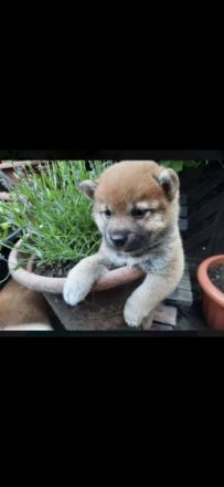 Wunderschöne reinrassige Shiba Inu Welpen können mit