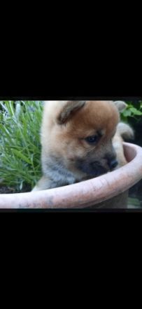 Wunderschöne reinrassige Shiba Inu Welpen können mit