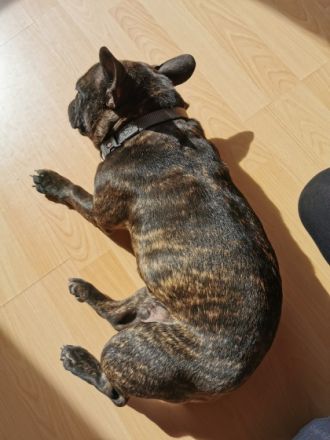 Lia, Wir suchen schweren Herzens ein neues Zuhause für