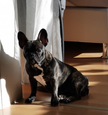 Lia, Wir suchen schweren Herzens ein neues Zuhause für