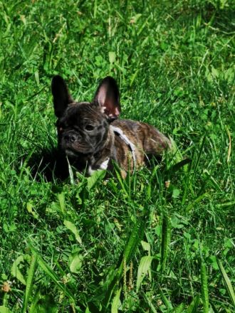 Lia, Wir suchen schweren Herzens ein neues Zuhause für