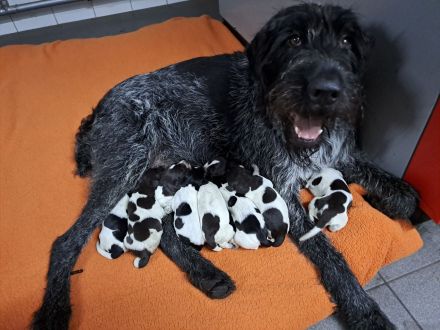 vom Bischhofstein " VDD"