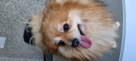 IRA, Mladi pomeranski špic, izvrsnog zdravlja i naravi.