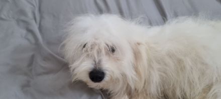 Tedi, Mladi razigrani pas, veselog temperamenta, naučen