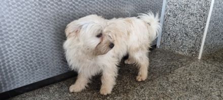 Iznenadno leglo kombinacija dviju prekrasnih pasa. Vrlo