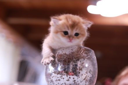 Hallo Katzen Freunde Wir suchen ab Anfang May für