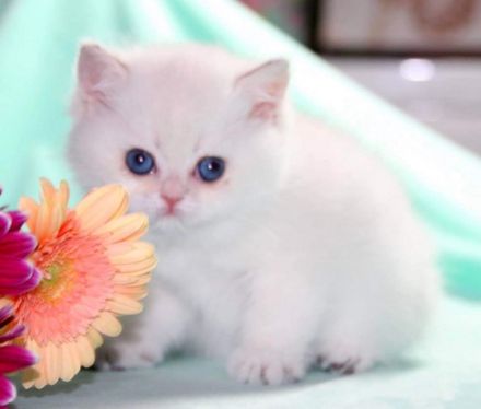 Hallo Katzen Freunde Wir suchen ab Anfang May für